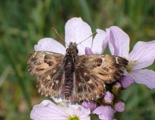 Réf. 325 034 : Carcharodus alceae